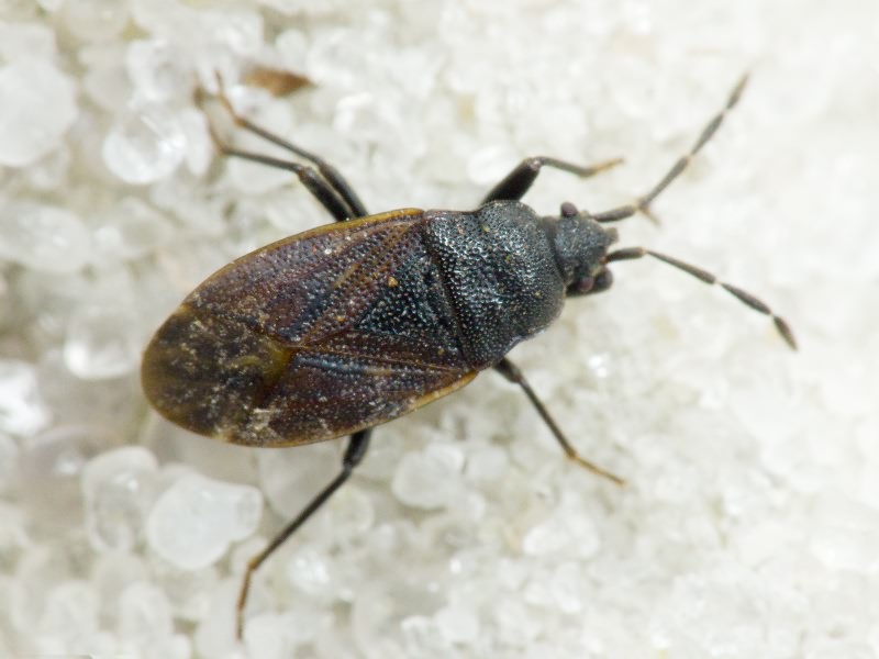 Drymus (Sylvadrymus) sylvaticus (Fabricius, 1775)